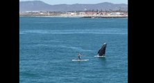 L'incroyable saut d'une baleine à côté d'un paddleboardeur