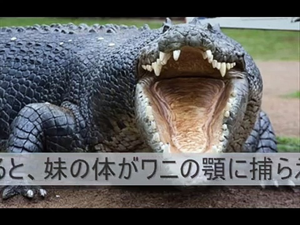 【閲覧注意】 ワニに食われた9歳の少女！ 頭だけ残される！！