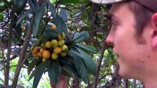 Cooking With Loquats