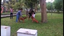 Pit Bull Bully Super Funny Dog Fighting Must Watch