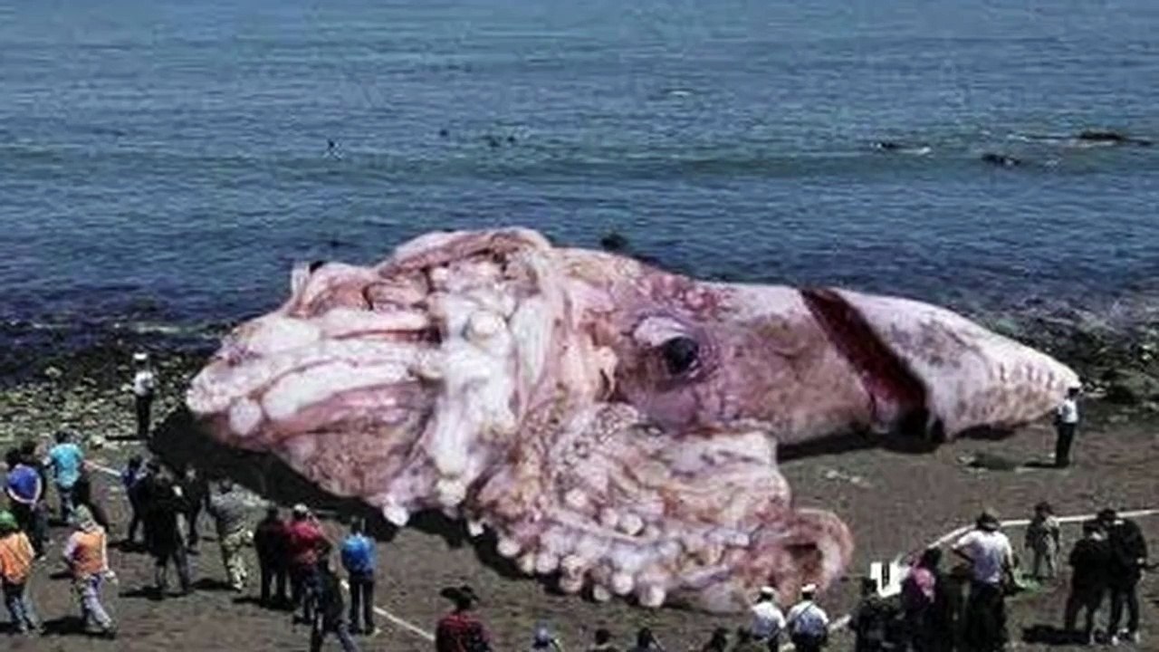 突然変異？大きすぎて恐ろしい衝撃の巨大生物15選