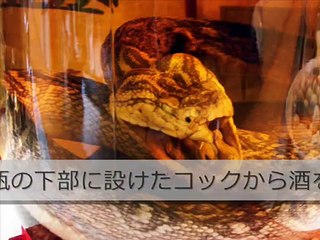 【閲覧注意】 3か月漬け込んだヘビ酒を 飲もうとした結果が衝撃すぎる。