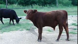 Loose cows in Manor, Texas