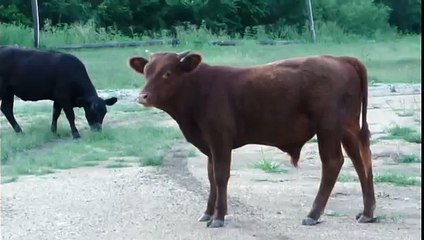 Loose cows in Manor, Texas