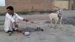 Funny Goat Very Funny Video Clips Funny Pranks Pakistani Funny Videos - YouTube