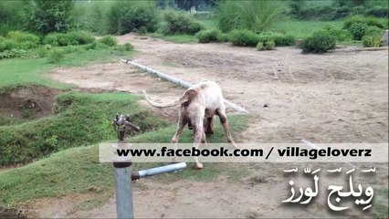 Beautiful Village Scene of Pakistan