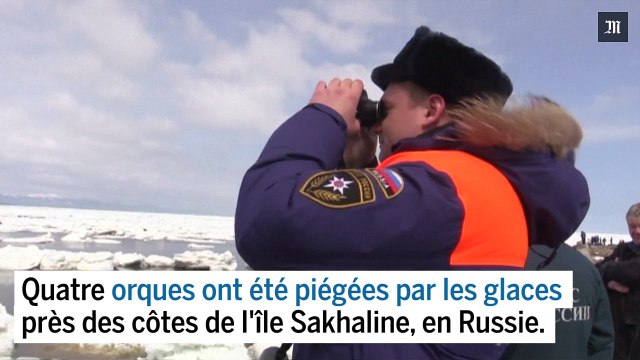 Des orques prisonnières des glaces libérées par des sauveteurs