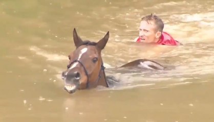 Ils sauvent des chevaux de la noyade lors des inondations au Texas