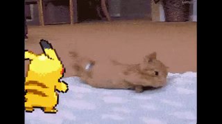Pokemon in Real Life: Pikachu Pushin' a Cat