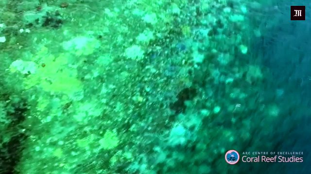 Les images du blanchissement de la barrière de corail