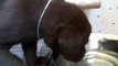 Chocolate Lab Puppies - Attack of the Puppies!