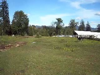 Sunny 8 YO Thoroughbred GELDING