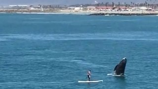 L'incroyable saut d'une baleine à côté d'un paddleboardeur