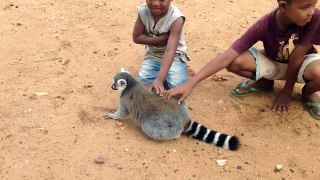 Un lémurien demande à se faire caresser