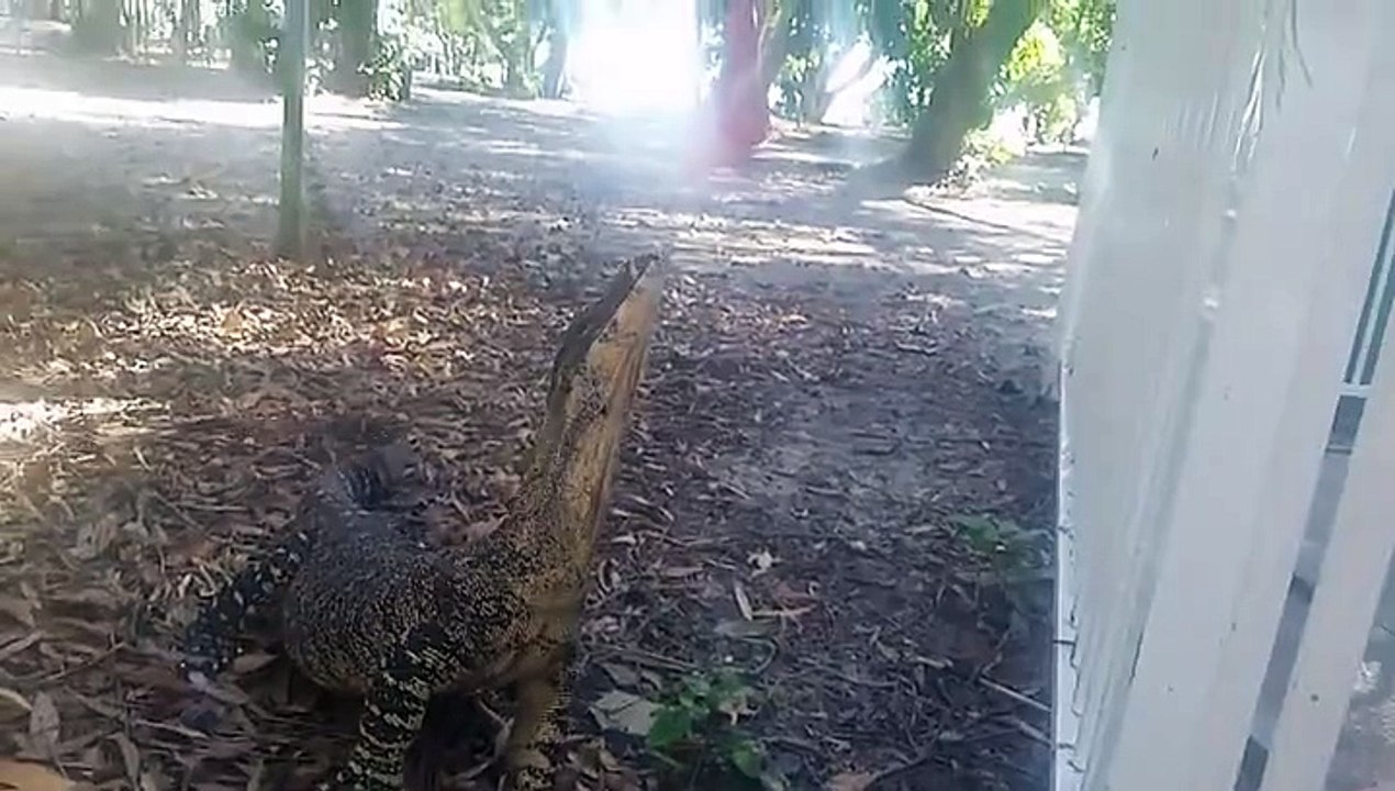 Il nourrit un gros lézard et aurait bien pu perdre un doigt