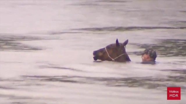 Un homme courageux va sauver des chevaux de la noyade lors des inondations au Texas