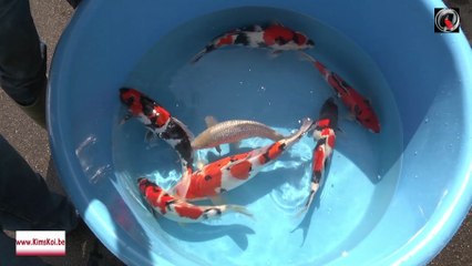 Kim's koi printemps 2016 NL