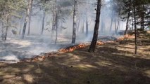 Kent Ormanında Çıkan Yangın Söndürüldü
