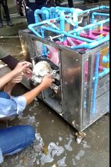Automatic Dog Washing Machine