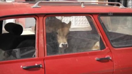 Hastalanan Danasını Otomobille Veterinere Götürdü