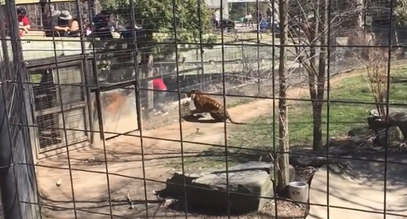 Elle descend dans la fosse d'un tigre pour une casquette (Toronto)