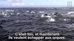 Des centaines de dauphins tombent dans une embuscade... d'orques