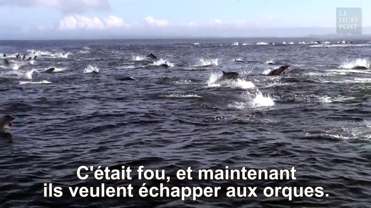 Des centaines de dauphins tombent dans une embuscade... d'orques