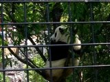 6/21 (part 2) Tai in panda cafe tree  -892