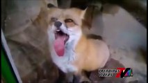 Fox Loves to LICK EVERYTHING