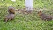 squirrel eating pecans