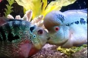 Flowerhorn & kirin fish mating-