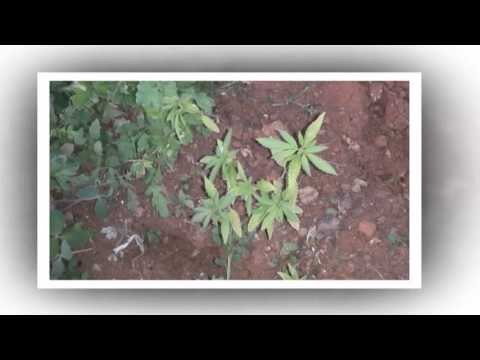 DROGE DHE ARME NE TROPOJE,KAPEN DY PERSONA, DY TE TJERE SHPALLEN NE KERKIM LAJM