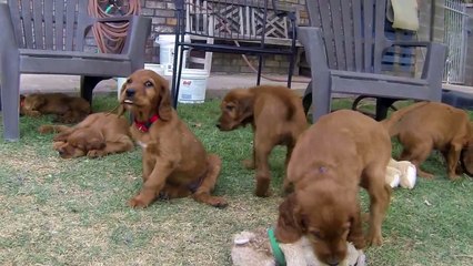 Irish Setter Puppies (3)