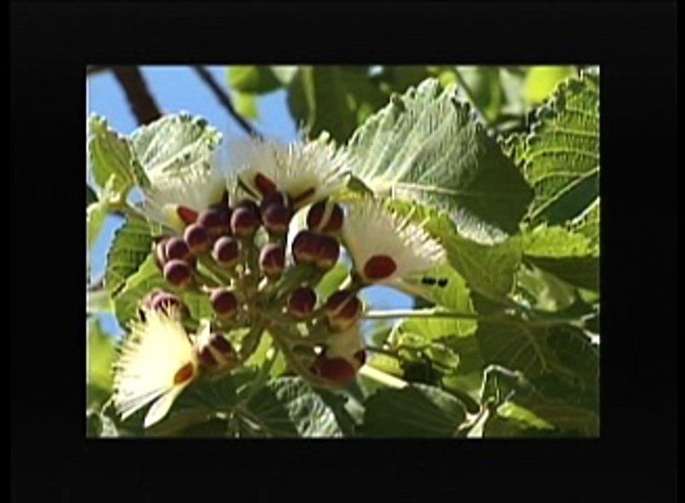 BOM DEMAIS, SÔ! SAIBA OS BENEFÍCIOS DO PEQUI