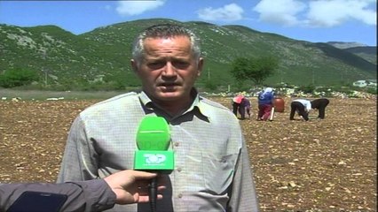 Fermerët e Shkrelit: Legalizoni kërpin, s`është drogë - Top Channel Albania - News - Lajme