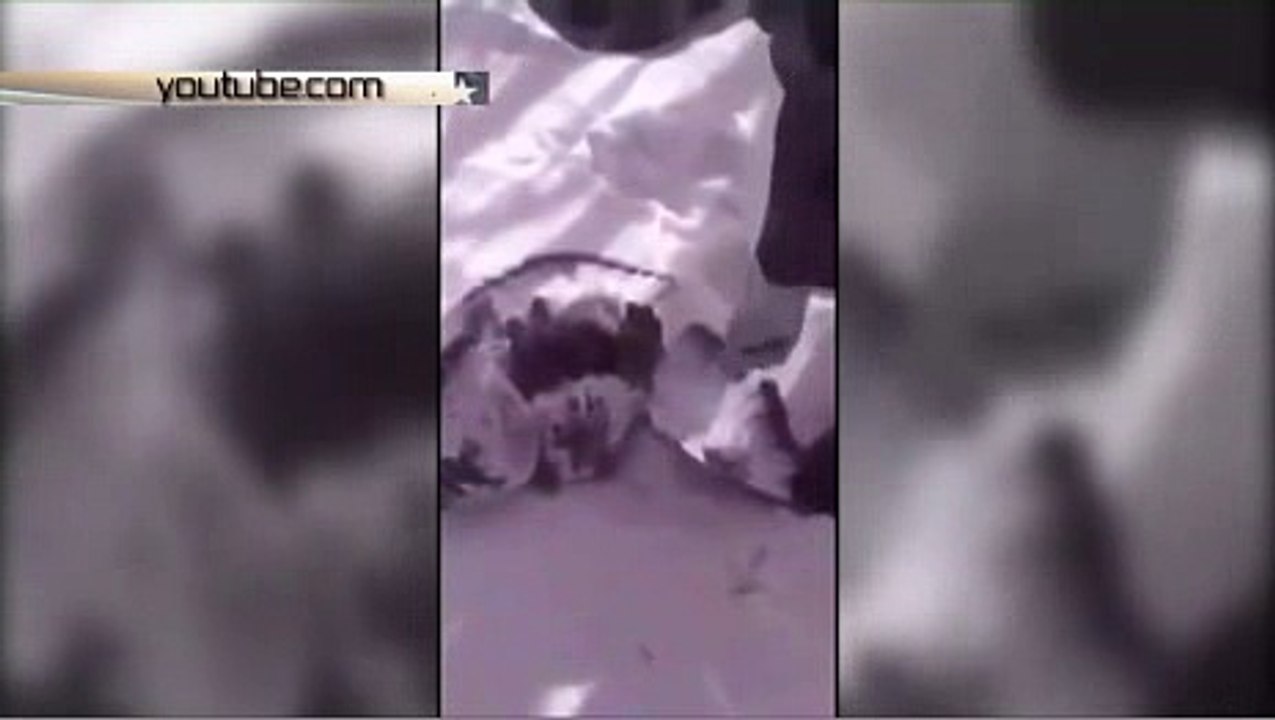 Два студента на Дальнем Востоке сняли на видео жестокую казнь птицы - Телеканал «Звезда»