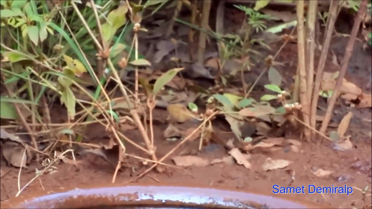 Bambaşka Dünyalara Büyülü Bir Yolculuk (Enstrümantal) "Asrın Dev Lideri"