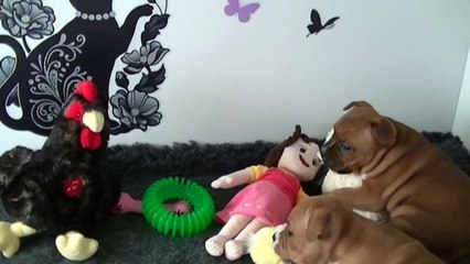 55ème vidéo Chiot n° 4 Femelle de la 24ème portée de STAFFORDLAND