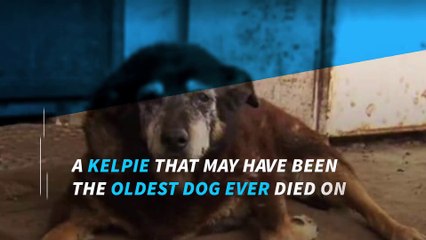 Maggie The Kelpie, ‘World’s Oldest Dog,’ Dead At 30
