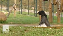 Rescued bear couldn't be any happier splashing around in his new home