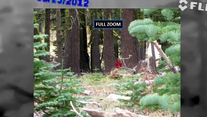 Three Bigfoots Captured On Video By Bart Cutino