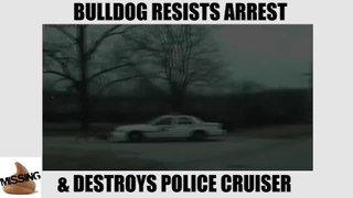 Man’s Best Friend Fights Back. Bulldog Attacks and Destroys a Police Cruiser.