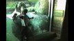 Compilation con i video più divertenti di bambini allo zoo