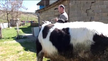 Büyükbaş Hayvanlara Yayla Öncesi Tırnak Bakımı