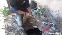 Drowning Dog Rescued from Sewage