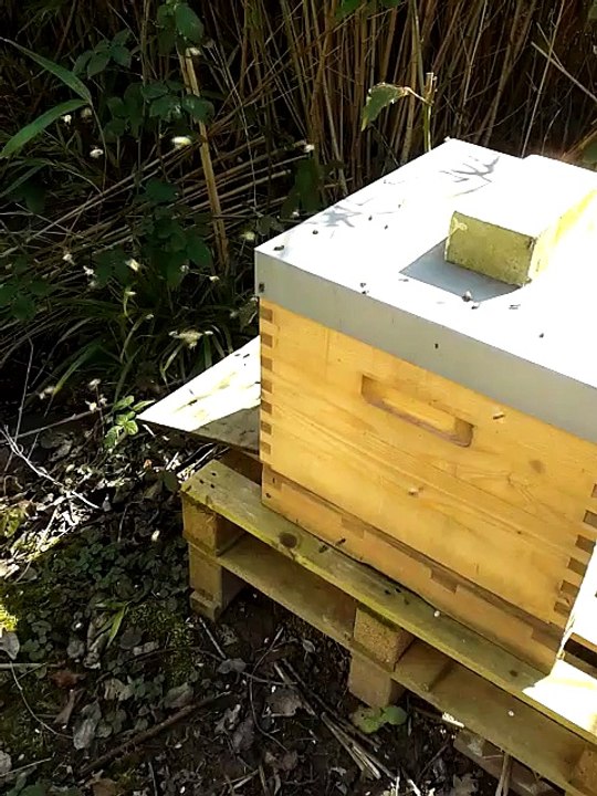 Bienen in fühlingen