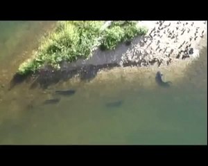 Чернобыльские сомы мутанты охотятся на голубей