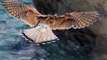 Kestrel Hunting and Hovering Faucon Crécerelle Vol Stationnaire