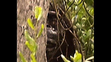 Breakdown The Rick Dyer Tent Bigfoot Video