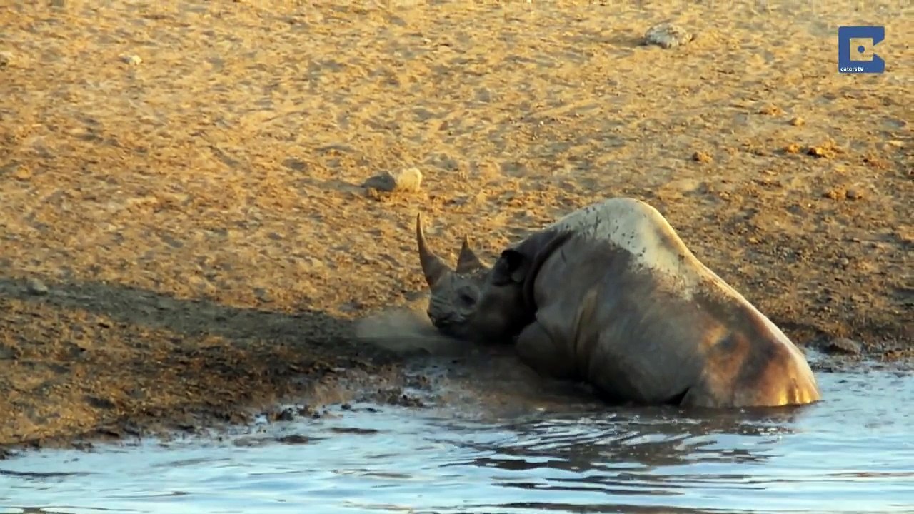 Rhino Stuck In Watering Hole Is Surrounded By Lions